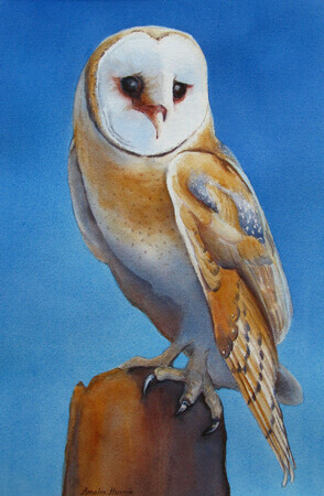 Owl - Watercolour - 20.5x13.5