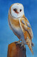 Owl - Watercolour - 20.5x13.5